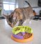 Nina Ottosson Cat Lickin' Layers Kitty Level 2 interaktivní hračka pro kočky, rotující vrstvy pamlsků, úroveň 2