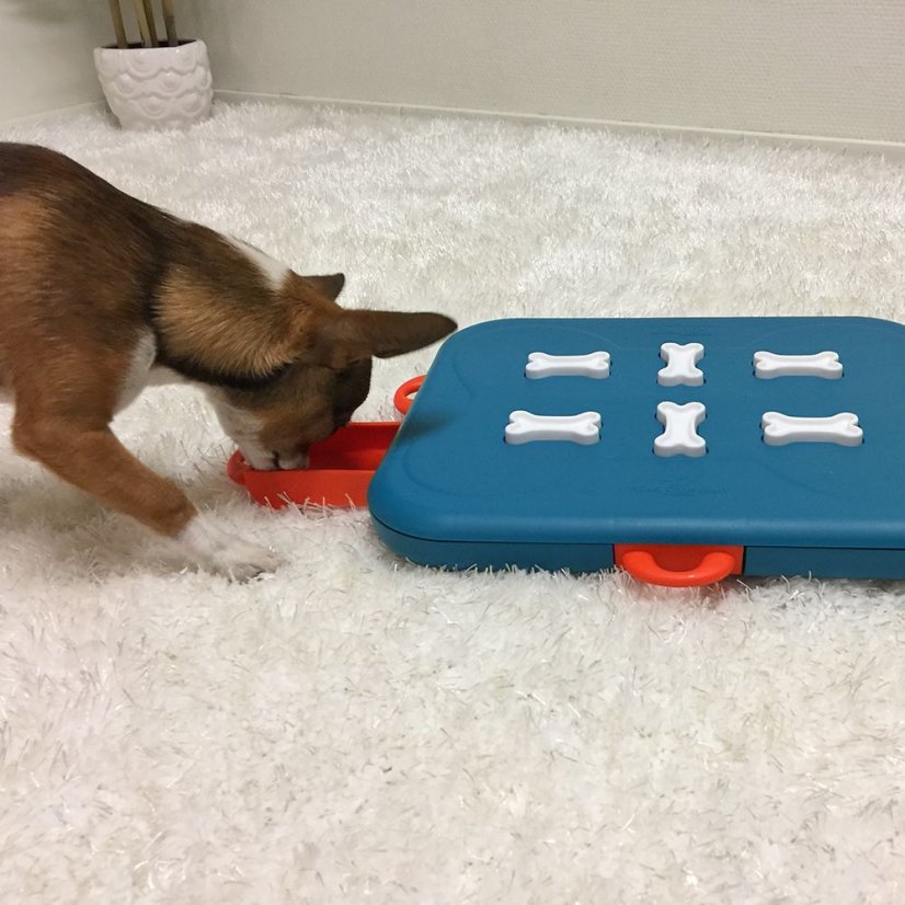 Nina Ottosson Dog Casino Level 3 - Interaktivní hra pro psy, úroveň 3
