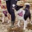 Hurtta Zhero Safety Bandana Eco Ruby - reflexní šátek pro psy - S - Velikost: M