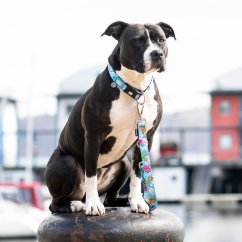 Max&Molly GOTCHA! Smart ID Ocean Collar - chytrý obojek se známkou pro psa - XS