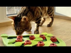 Nina Ottosson Cat Buggin' Out Puzzle Level 2 - vzdělávací hračka pro kočky, úroveň 2