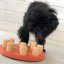 Nina Ottosson Dog Smart Level 1 Composite Orange - jednoduchá logická hra pro psa, úroveň 1