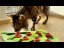 Nina Ottosson Cat Buggin' Out Puzzle Level 2 - vzdělávací hračka pro kočky, úroveň 2